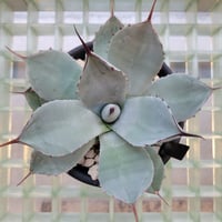 AGAVE PARRYI TRUNCATA HUNTINGTON