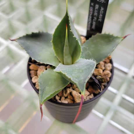 AGAVE BFI(BLUE FLAME×ISTHMENSIS)