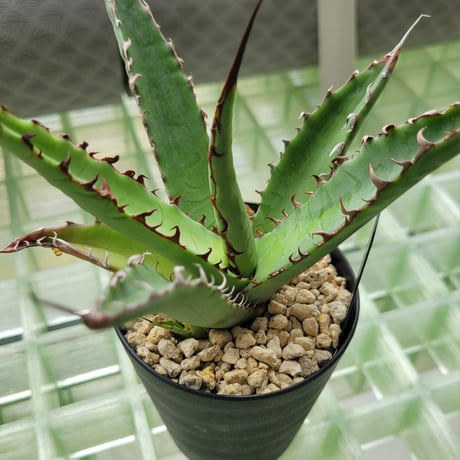 AGAVE KERCHOVEI(SP.)×COLORATA【カトーエンゲーハイブリッド】