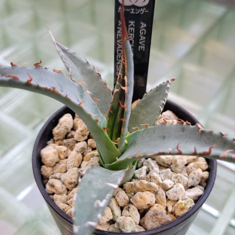 AGAVE KERCHOVEI(SP.)×UTAHENSIS NEVADENSIS【カトーエンゲーハイブリッド】