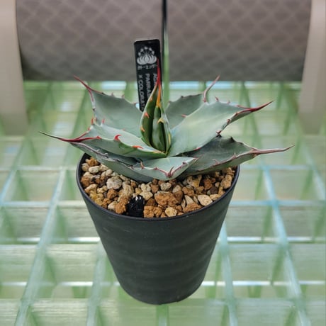 AGAVE PARRASANA × COLORATA
