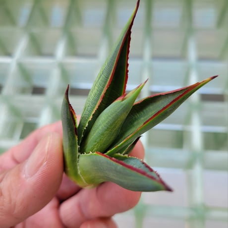AGAVE BLUE GLOW  VARIEGATA　縞斑