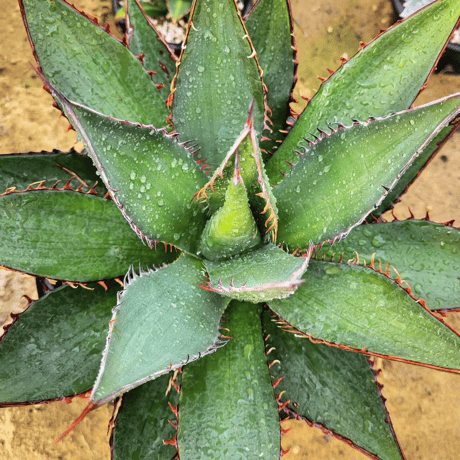 AGAVE SHAWII VARIEGATA