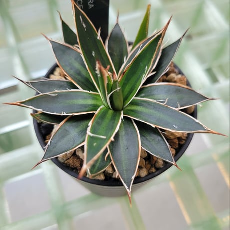 AGAVE SCHIDIGERA SUN DANCE