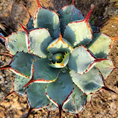 AGAVE 姫吉祥冠