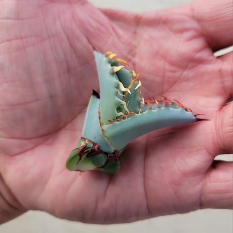 AGAVE ZEBRA SQUARE TOOTH