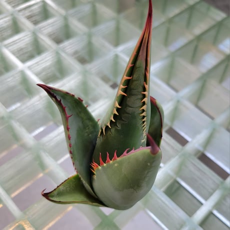 AGAVE SHAWII①