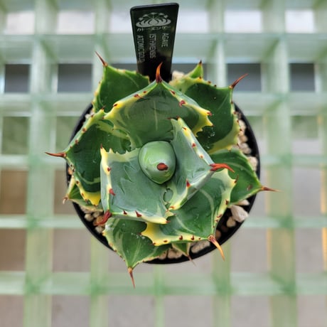 AGAVE ISTHMENSIS ATOMIC GOLD
