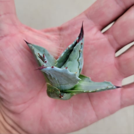 AGAVE MONTANA LIME FLASH