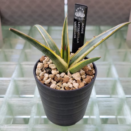 AGAVE LECHUGUILLA VARIEGATA