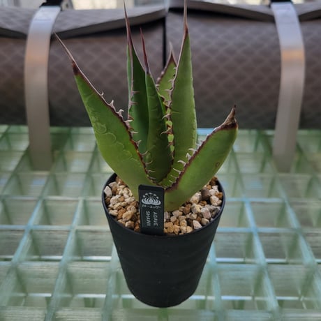 AGAVE SHAWII