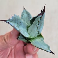 AGAVE MONTANA LIME FLASH