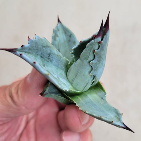 AGAVE MONTANA LIME FLASH