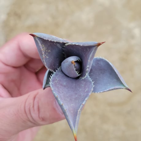 MANGAVE BLOOD SPOT × MACROACANTHA