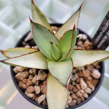 AGAVE ROMANII MOSTLY GHOSTLY