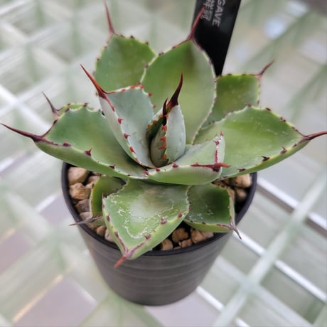 AGAVE 吉祥冠