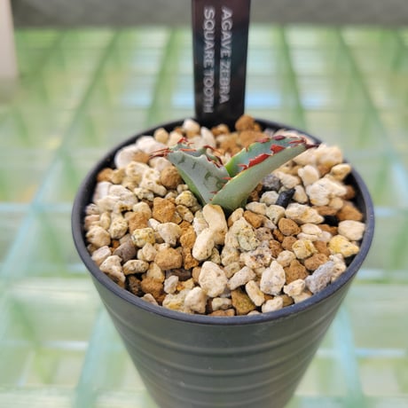 AGAVE ZEBRA SQUARE TOOTH