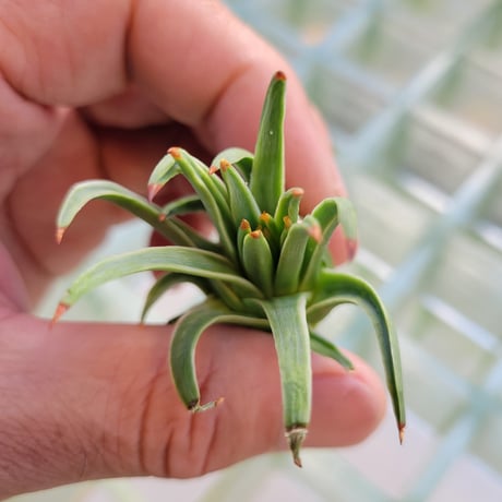 AGAVE 姫吹上白覆輪