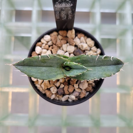 AGAVE FO-076 TIGER