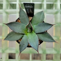 AGAVE BLUE EMBER