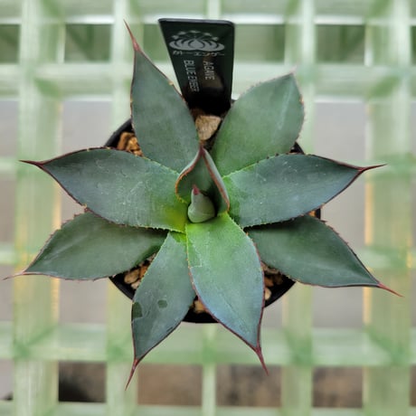 AGAVE BLUE EMBER