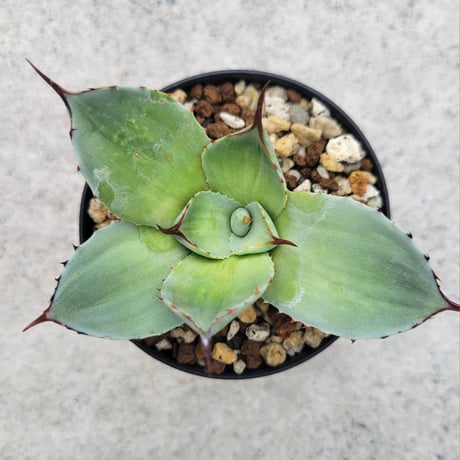 AGAVE PARRYI TRUNCATA VARIEGATA凸凹