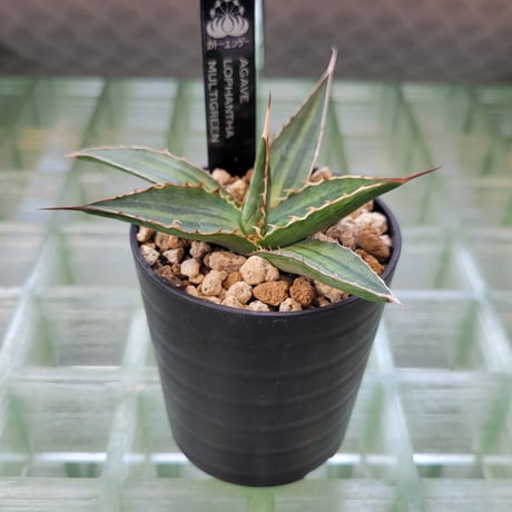 AGAVE LOPHANTHA MULTIGREEN