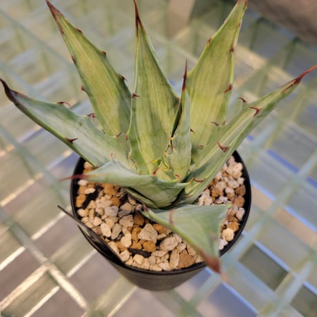 AGAVE DESERTI SIMPLEX SNOW DEVIL