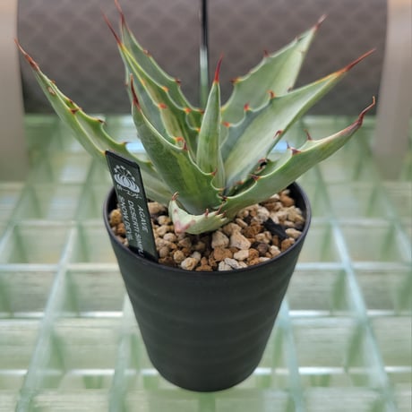 AGAVE DESERTI SIMPLEX SNOW DEVIL