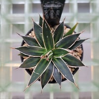 AGAVE SCHIDIGERA SUN DANCE