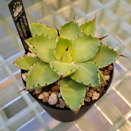 AGAVE BLEACHED BLONDE