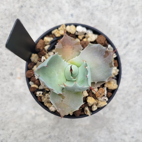 AGAVE ISTHMENSIS INLAND FORM②