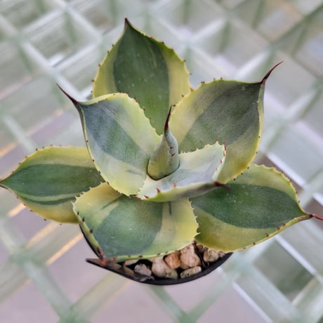 AGAVE POTATORUM 雷神季節冴え覆輪