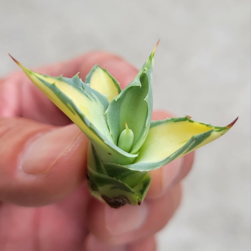 AGAVE OVATIFOLIA AWAKENING ANGEL | カトーエンゲー東京