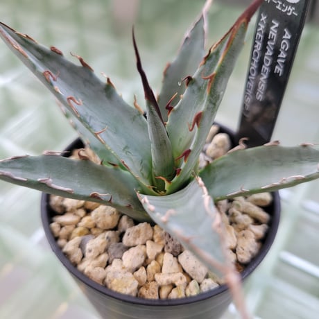 AGAVE UTAHENSIS NEVADENSIS×KERCHOVEI(SP.) 【カトーエンゲーハイブリッド】