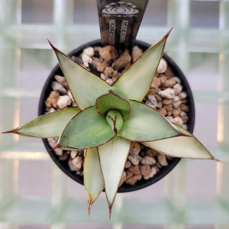 AGAVE ROMANII MOSTLY GHOSTLY