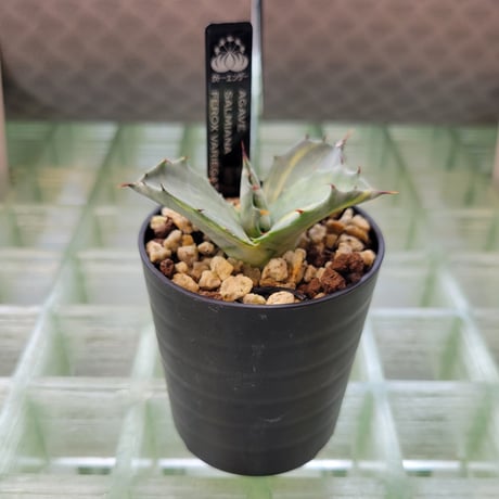 AGAVE SALMIANA FEROX VARIEGATA