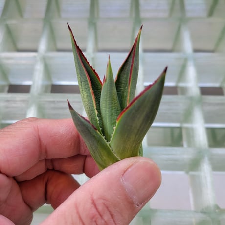 AGAVE BLUE GLOW  VARIEGATA　縞斑