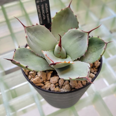 AGAVE PARRYI TRUNCATA HUNTINGTON