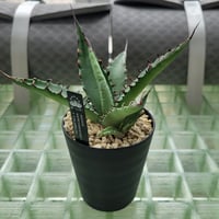 AGAVE KERCHOVEI(SP.)×COLORATA【カトーエンゲーハイブリッド】
