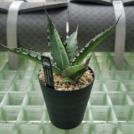 AGAVE KERCHOVEI(SP.)×COLORATA【カトーエンゲーハイブリッド】