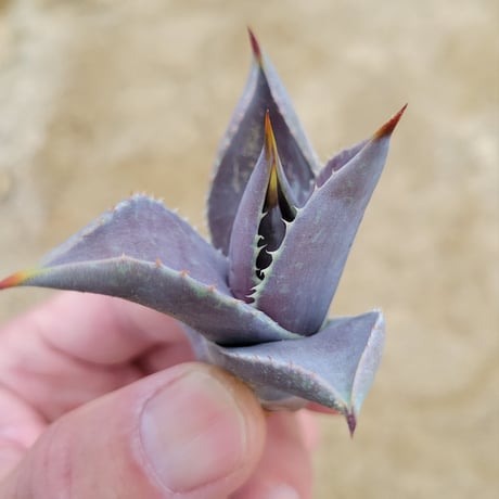 MANGAVE BLOOD SPOT × MACROACANTHA