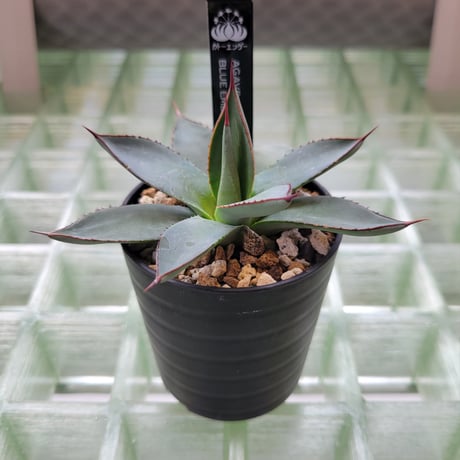 AGAVE BLUE EMBER