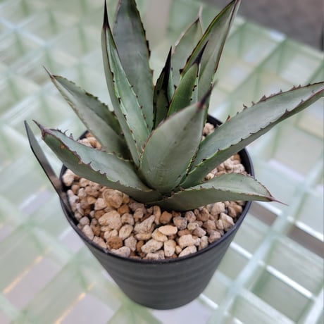 AGAVE BLUE EMPEROR