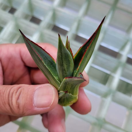 AGAVE BLUE GLOW  VARIEGATA　縞斑