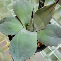 AGAVE PARRYI TRUNCATA 管理「鎮」