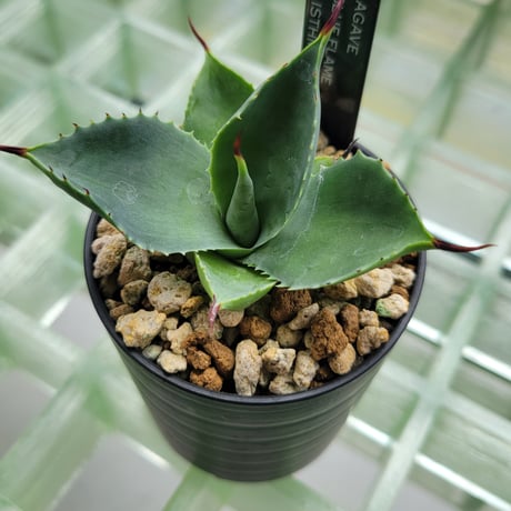 AGAVE BFI(BLUE FLAME×ISTHMENSIS)