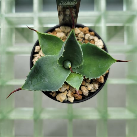 AGAVE BFI(BLUE FLAME×ISTHMENSIS)
