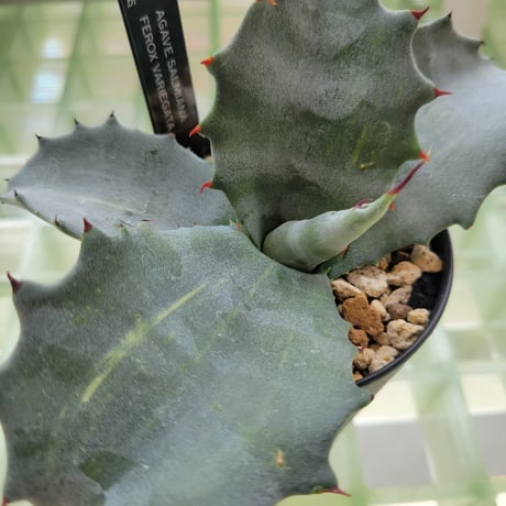 AGAVE SALMIANA FEROX VARIEGATA