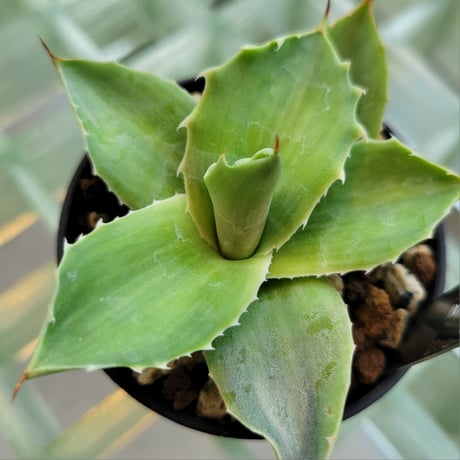 AGAVE OVATIFOLIA VARIEGATA(霜降り)